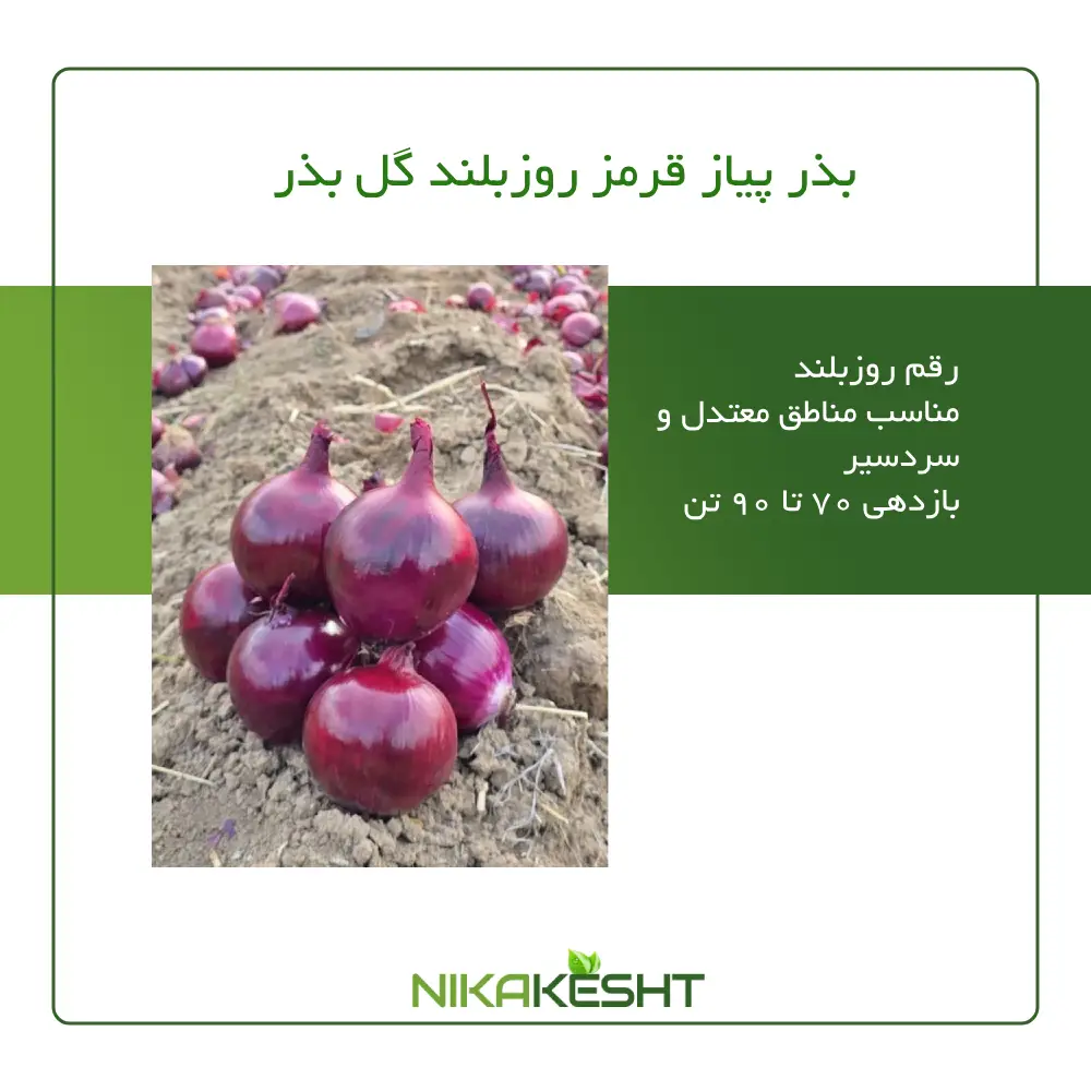 بذر پیاز قرمز روز بلند گل بذر