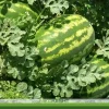 بذر هندوانه کیتو ۱۶ استارسیدز