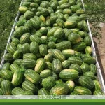 بذر هندوانه کیتو ۱۶ استارسیدز