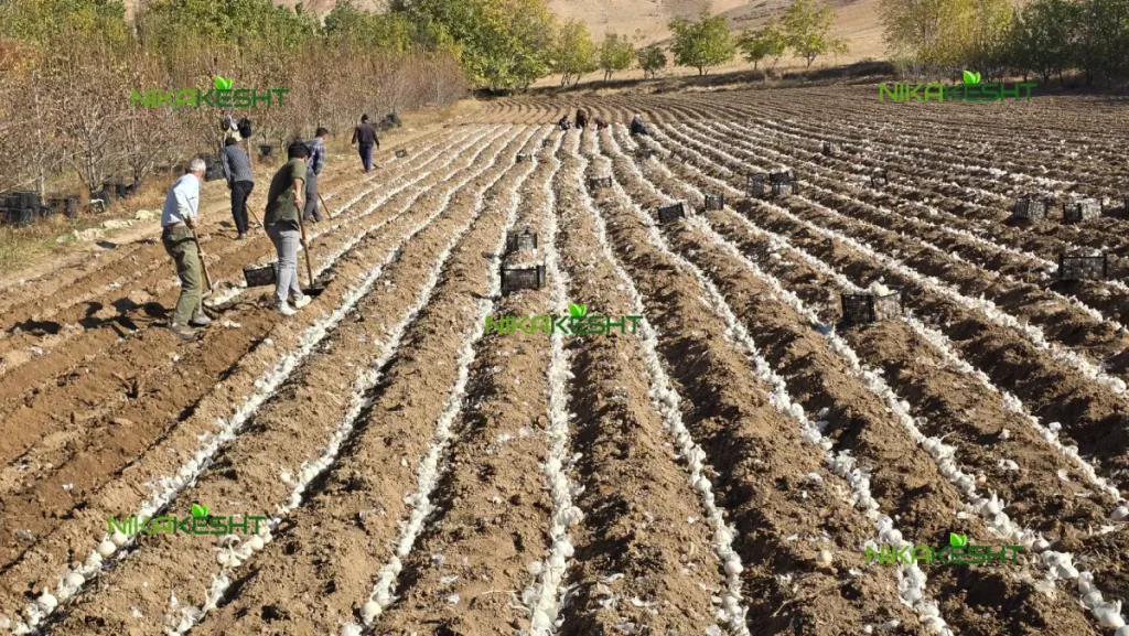 محصول بذر پیاز سفید روزبلند گل بذر