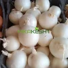 بذر پیاز سفید روز بلند گل بذر
