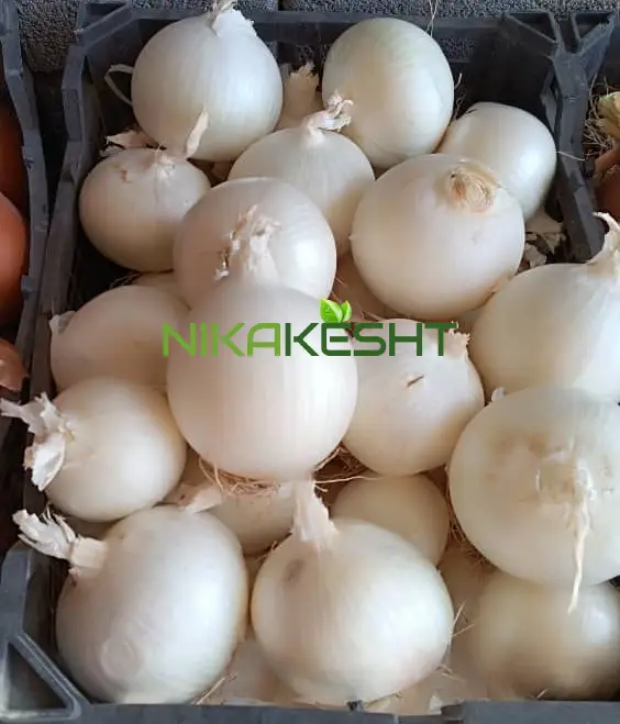 بذر پیاز سفید روز بلند گل بذر
